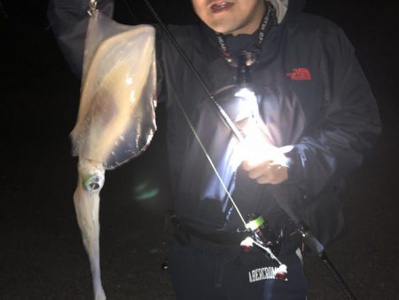 アオリイカ連発